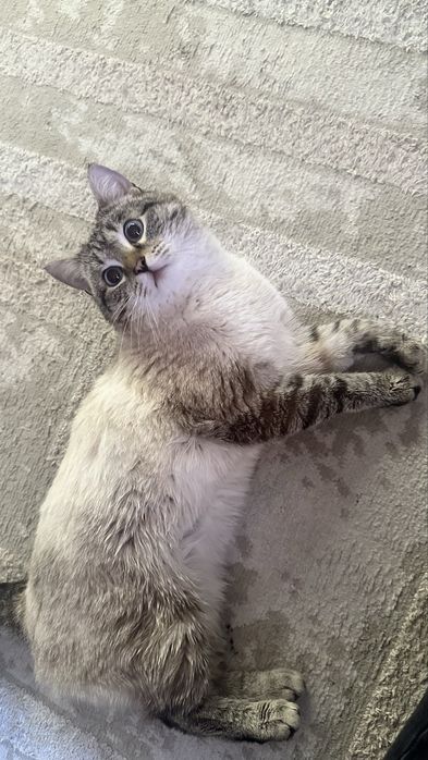 Кот приучен к лотку