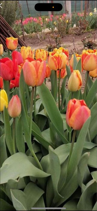 Bulbi de lalele 100 buc 60 lei