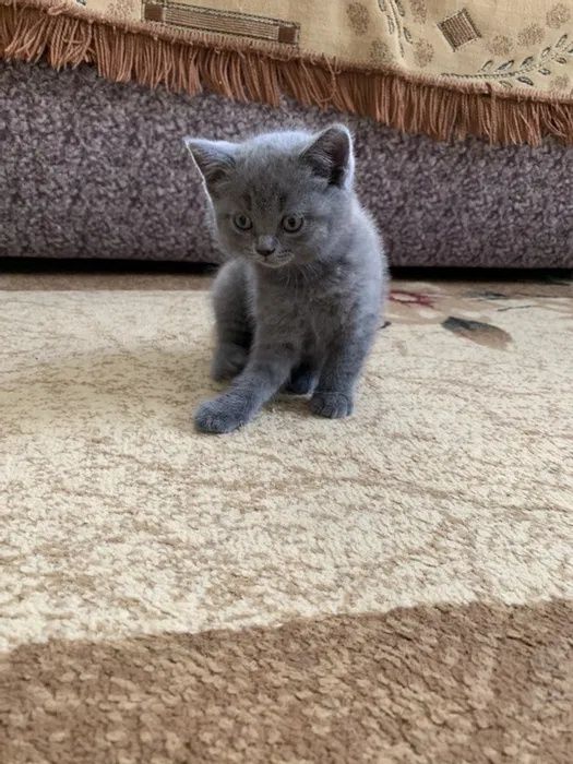 Шикарные шотландские котята