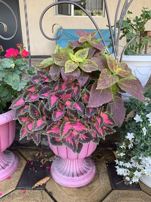 Шикарные цветы для дома и сада