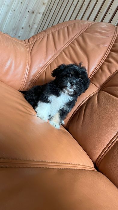 Bichon maltez fetița își caută căsuța