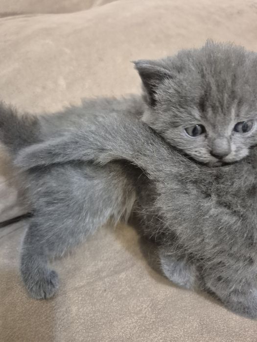 Продам котят британских
