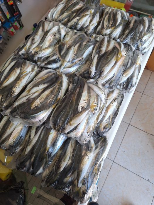 Паламуд чернокоп сафрид зарган и барбун