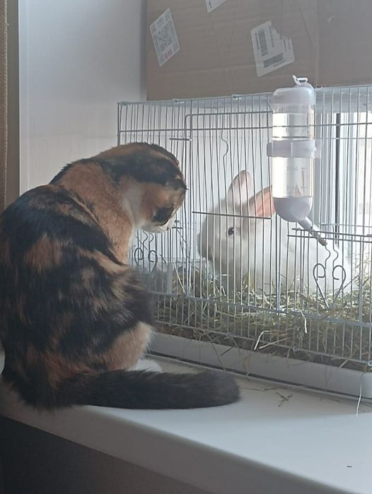 Отдаём кошку в добрые руки