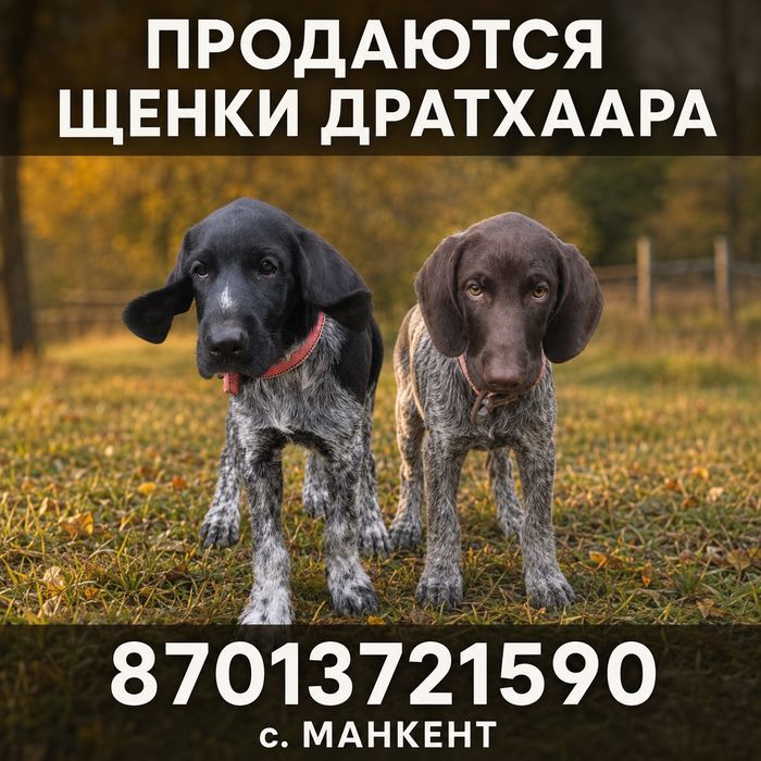 Собака парода дратхаар
