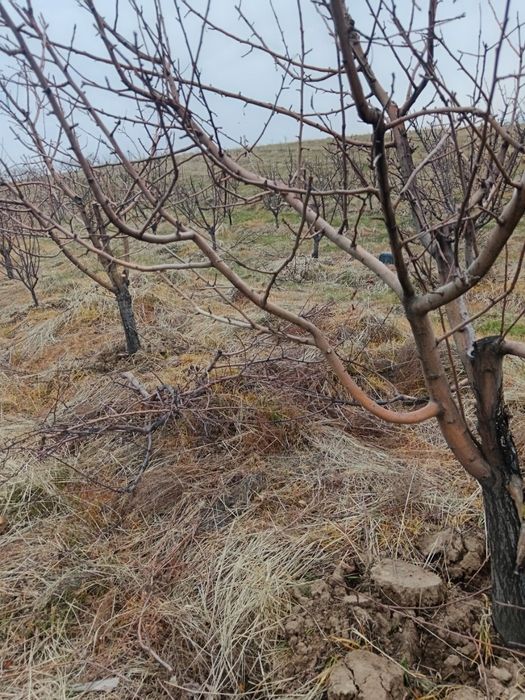 Besplatno,õtin shox shabba . Tekinga, olma daraxtini obrezka qilingand
