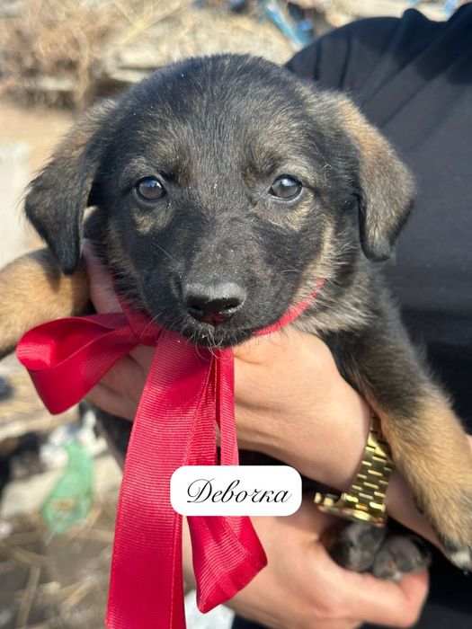 Щенки в добрые руки