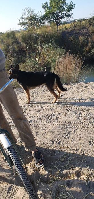 Немис афчаркаси эркак