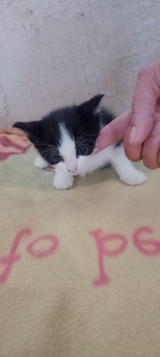 Подаряват се 2 малки котенца
