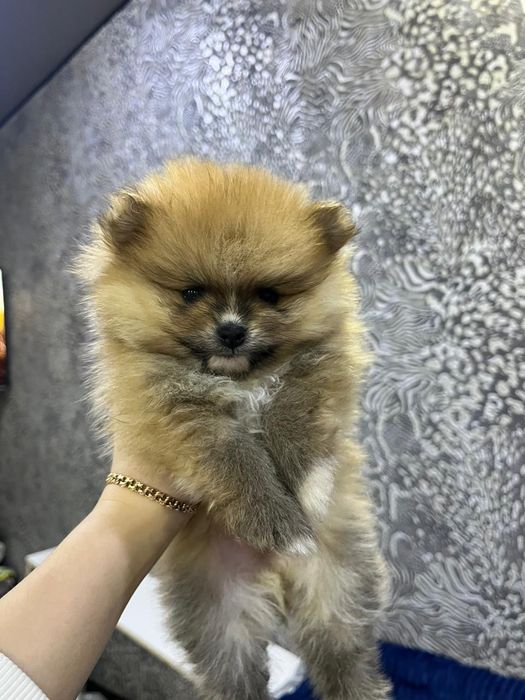 Продам щенков шпица