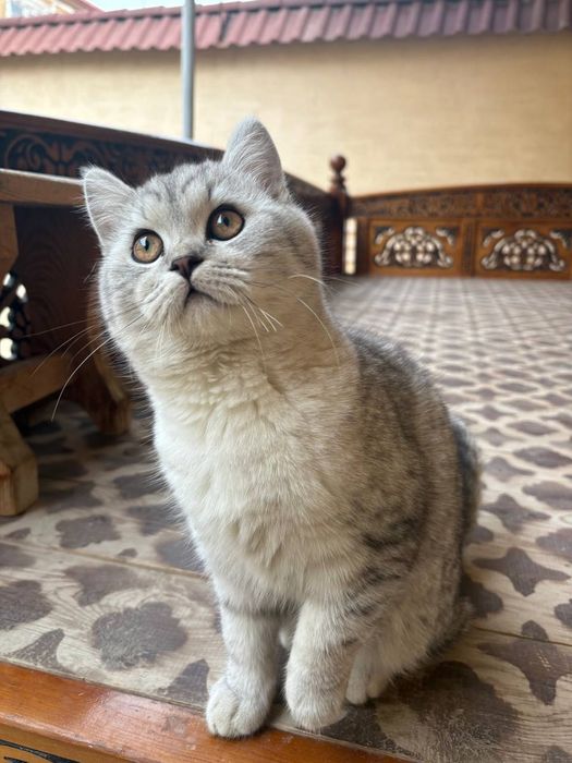 Серебристая шиншилла