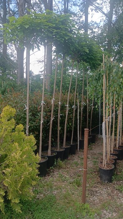 Catalpa globulară nana 2m 3m plus