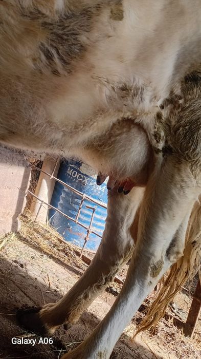 Сауынды сиырлар бар