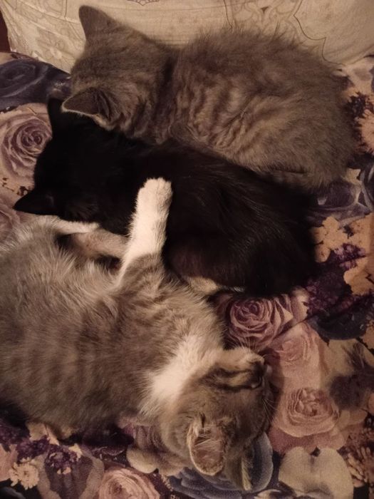 Отдаю котят в добрые руки