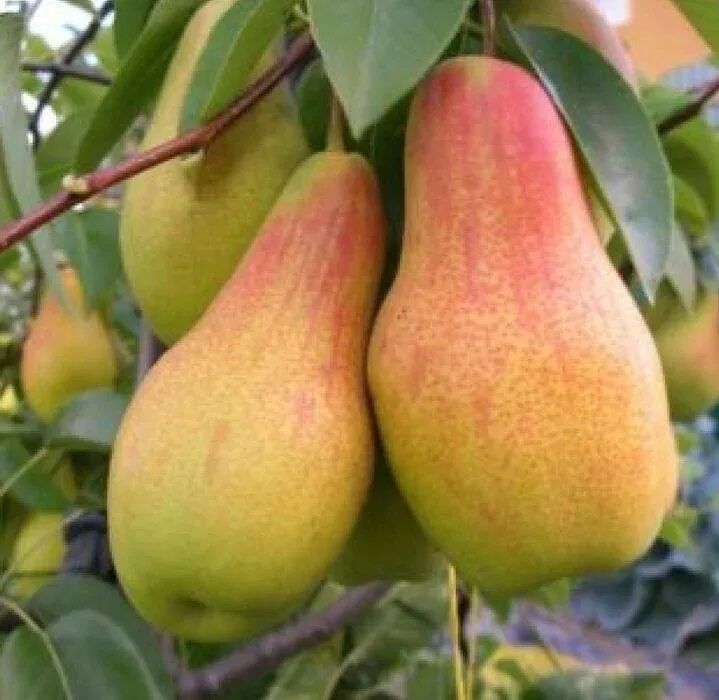 Саженцы плодовые