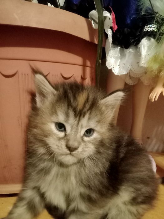 Кошечка Мейн Кун