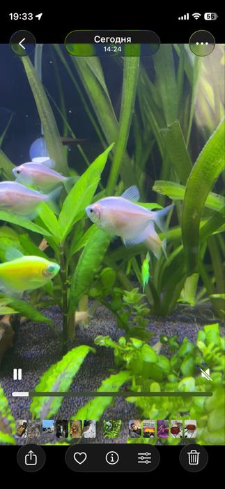 Тернеции продам