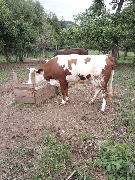 Vând vacă la prima fătare