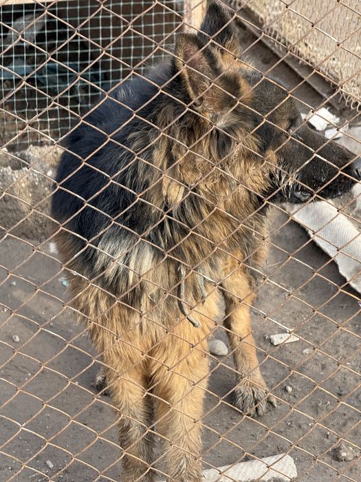 немецкий чистокровный