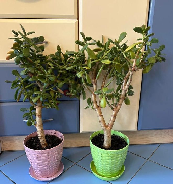 Продам денежные деревца толстянка