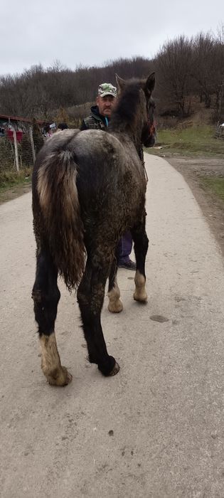 Mânz de 5luni de vânzare