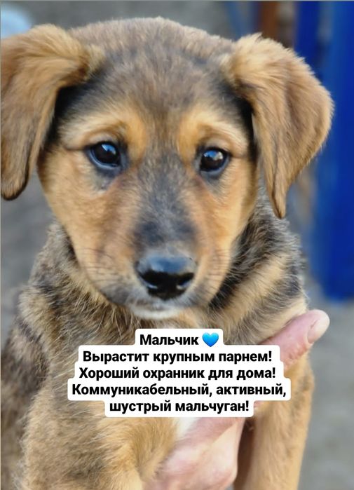 Щенки ищут хозяев!