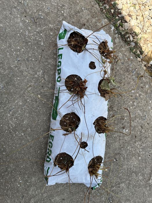 Чували с кокос хидропоника