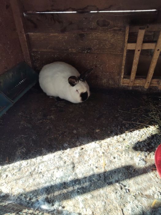 Vând iepuri californieni