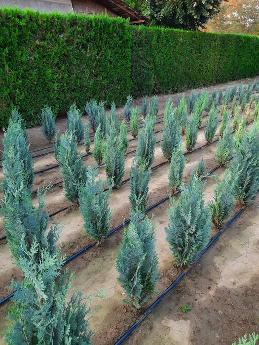 Tuia direct din pepiniera