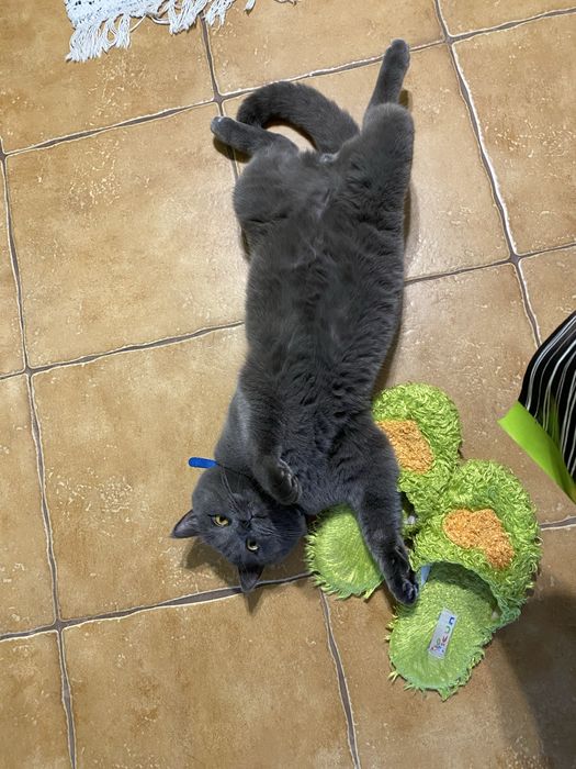 Motan british shorthair blue