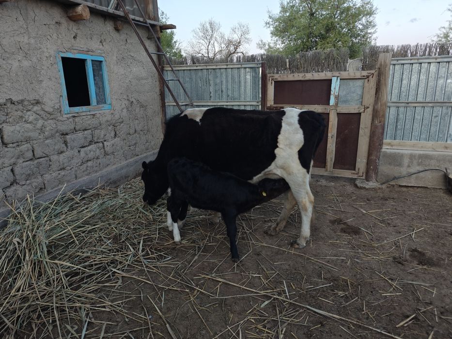 Сауылмалы сиыр сатылады