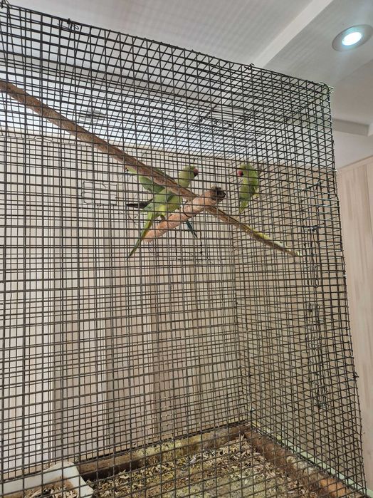 Ожереловый попугай