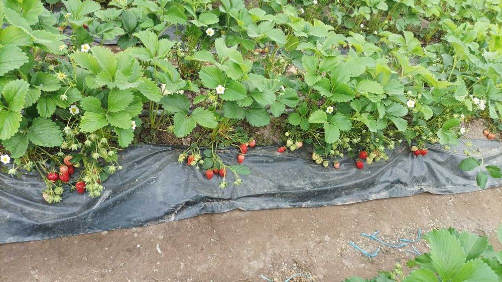 Продаётся  16 сот участок юкори Чирчик