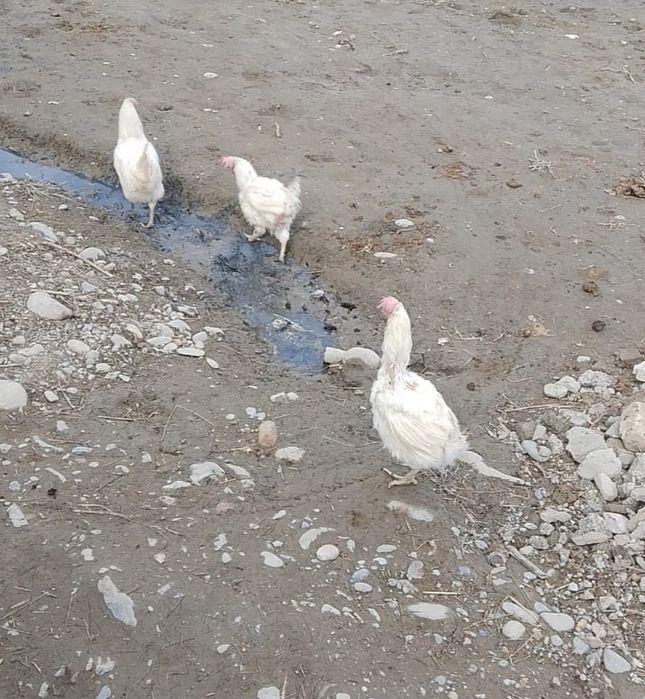 Продаются куры несушки 12 штук