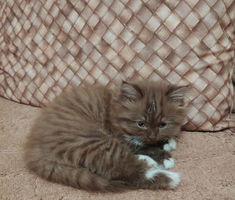 Котенок мальчик в добрые руки
