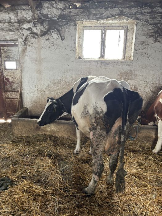 Vaca holstein gestanta in 2 luni cu al 3 vitel