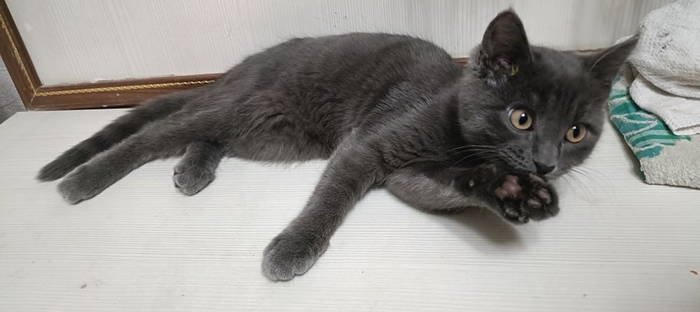 Отдам котенка в добрые руки