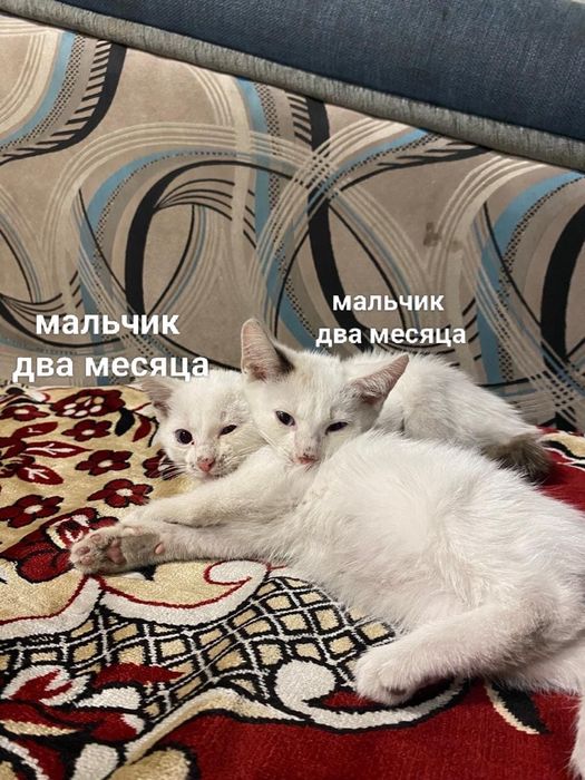 Отдам красивых котят