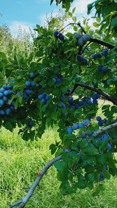 Prune de vânzare