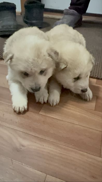 Продам щенят Хаски