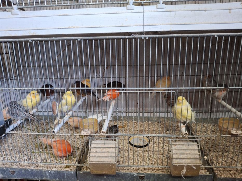 Vind canari diferite culori  100 lei