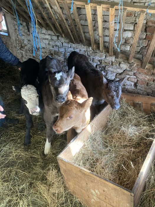 Продавам  четири телета