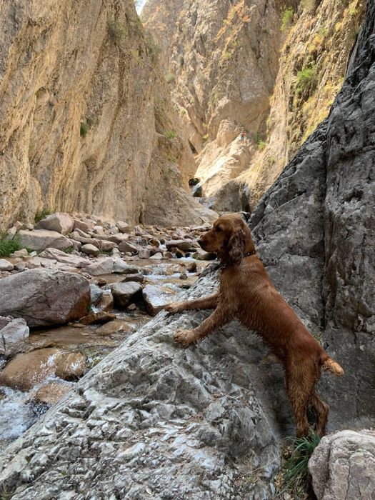 Возьму собак на передержку.