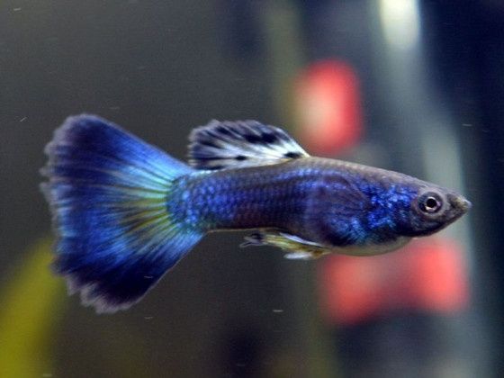 Guppy parodi chistaya liniya