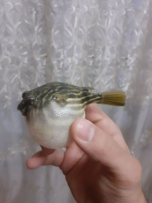 Akvarum va baliq magazin