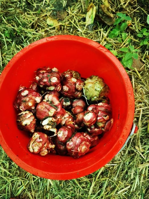 Topinambur alb și roz, fără nici un fel de pesticide