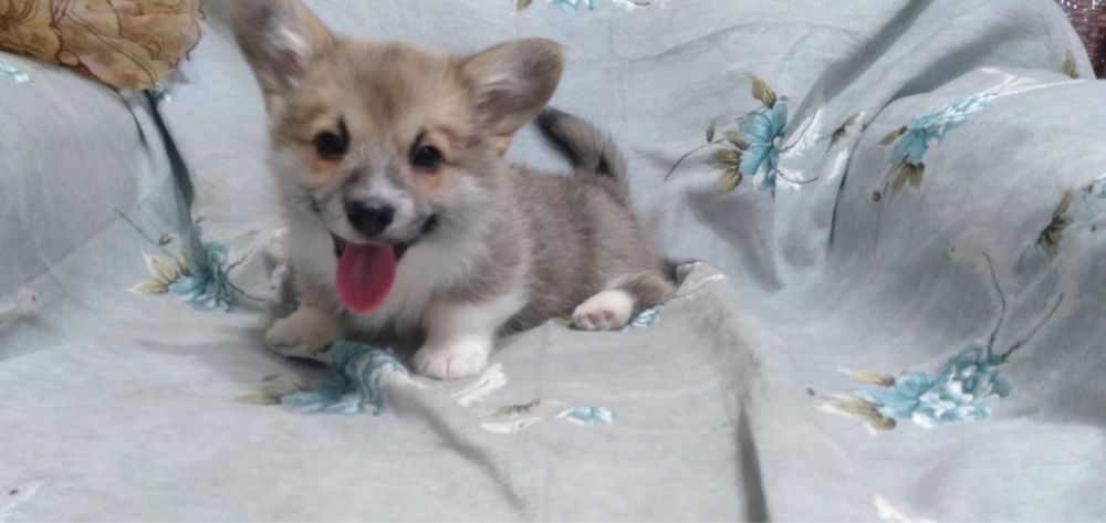 Вельш Корги щенок