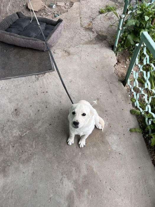 Лабродор Ретривер, щенок (5 месяцев),