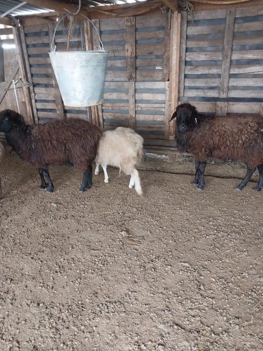 Продам бараны    .