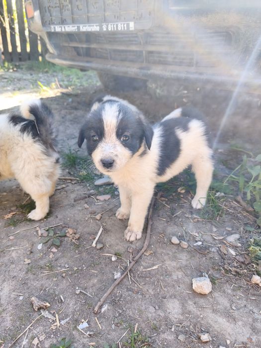 Cățeluși pentru adopție